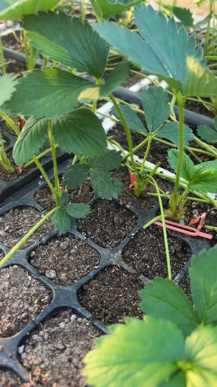 妙香七号草莓苗穴盘苗!进口基质育苗,根系发达,无病害!