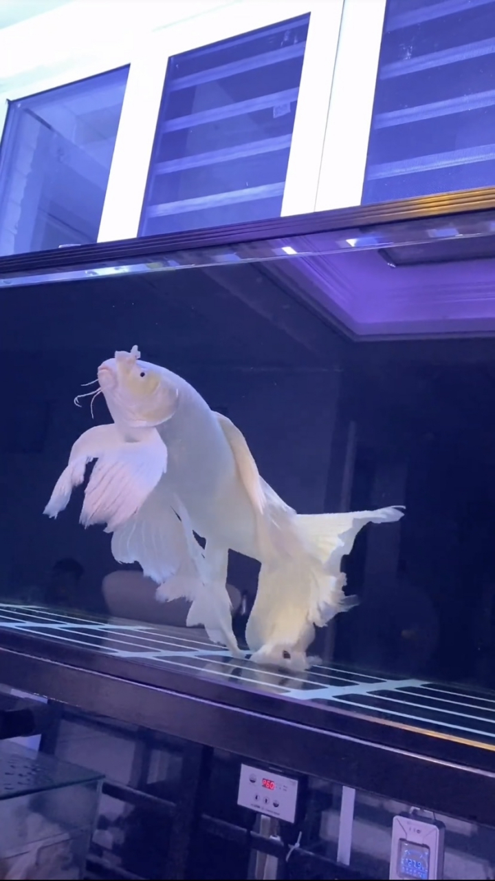 蝴蝶鲤真的很美,极具观赏性!