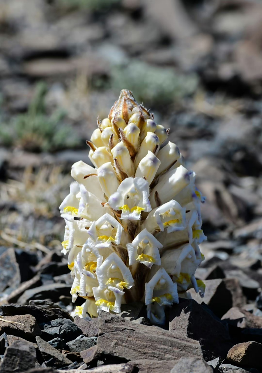 盐生肉苁蓉 cistanche salsa 列当科 肉苁蓉属 .