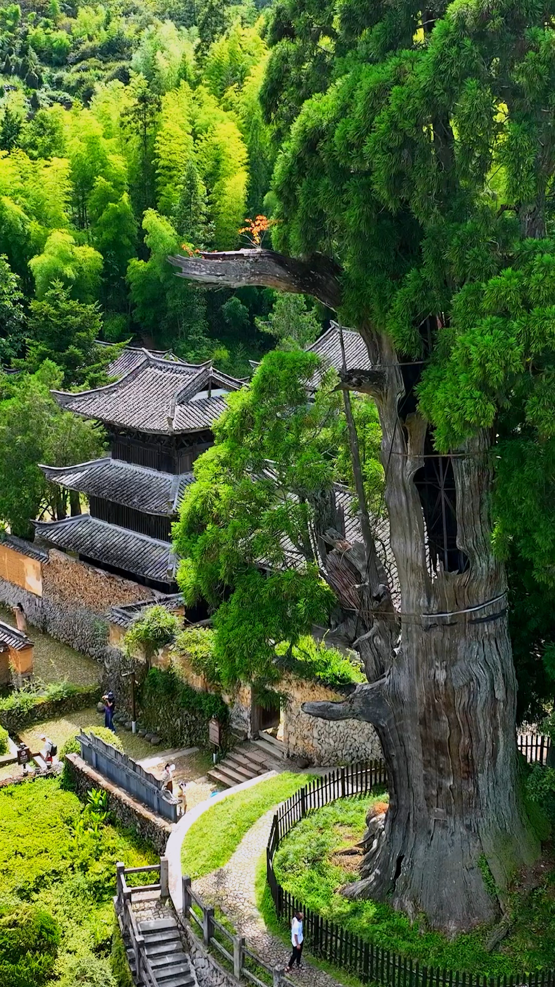 丽水景宁~时思寺,藏在浙江深山里的古寺,无数人来一睹千年之美!