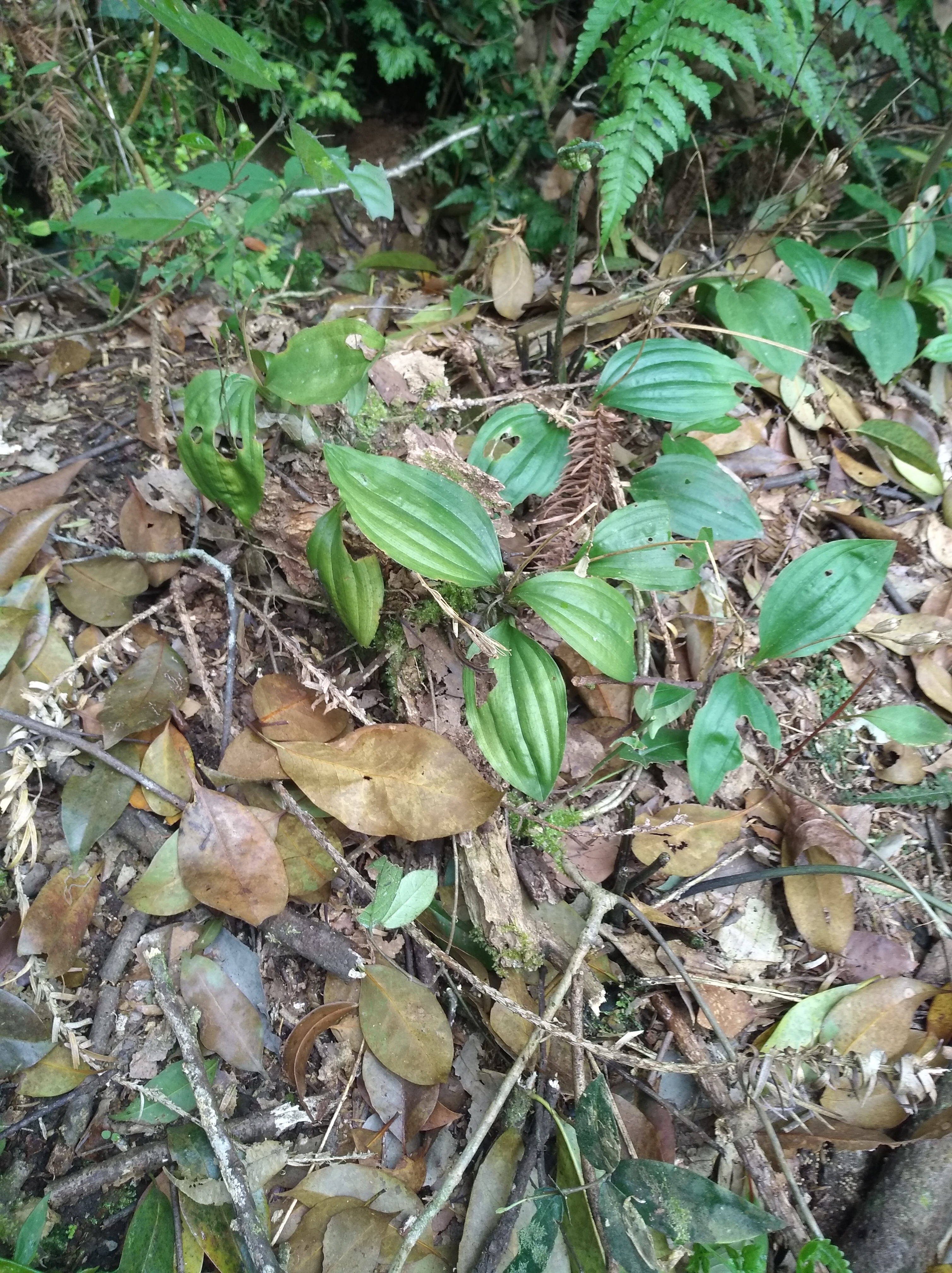 野生见血清