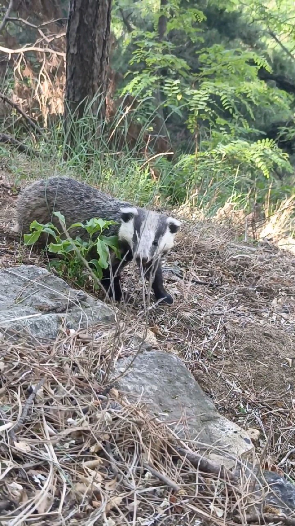 泰山野生猪獾,食肉目鼬科猪獾属-度小视