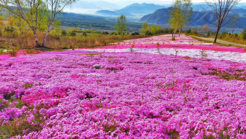 七律·游陈仓芝樱花海/王天云(宝鸡)