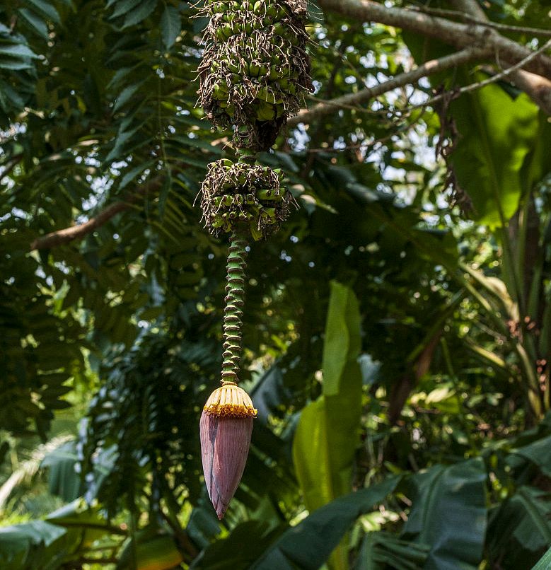 鬼故事:芭蕉女妖