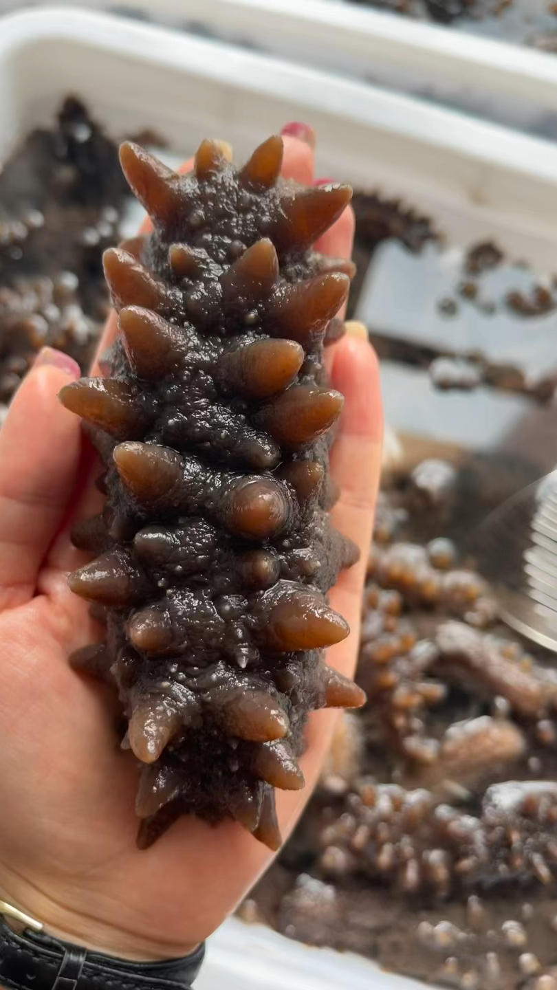 俄罗斯野生即食海参