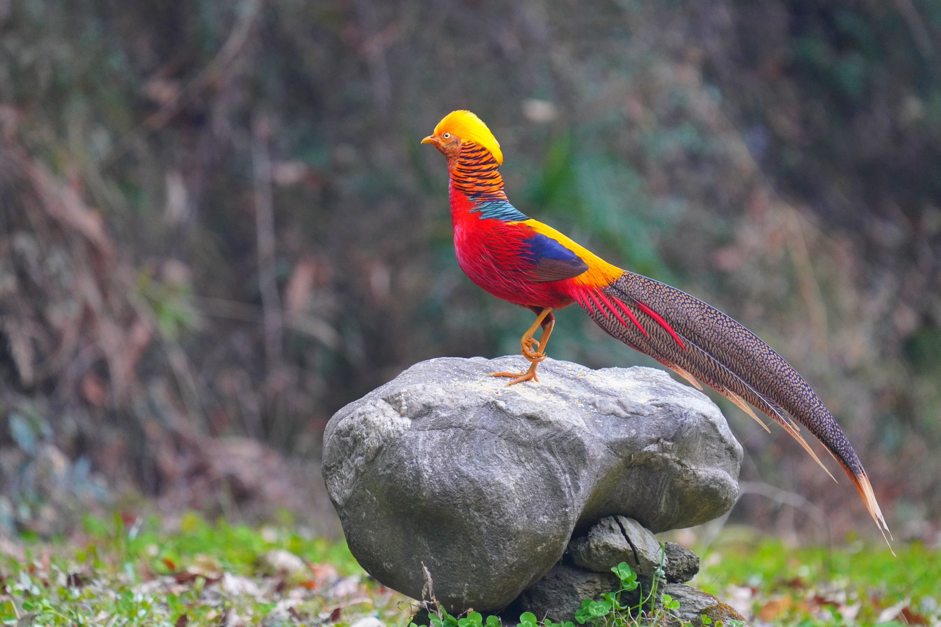 红腹锦鸡现为国家二级重点