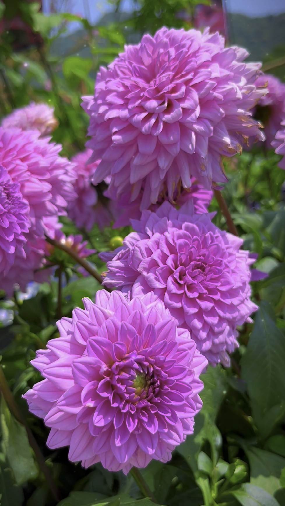 美丽的大丽花开的十分娇艳动人