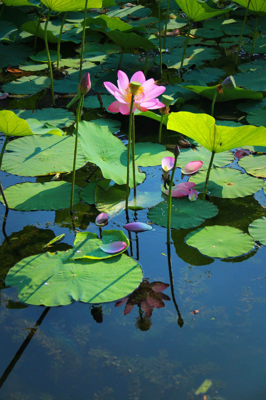 盛夏风景# 照水红蕖细细香