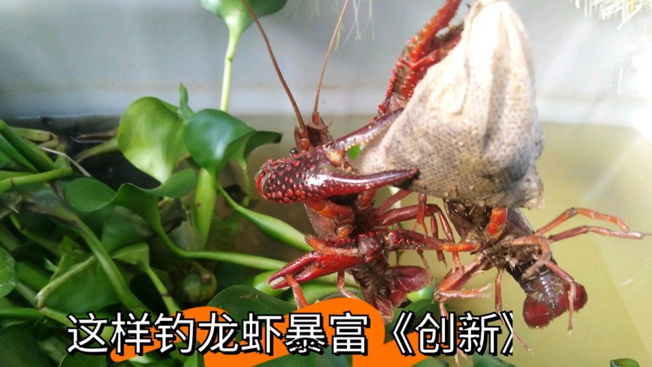 钓龙虾用什么当诱饵好用又快又多