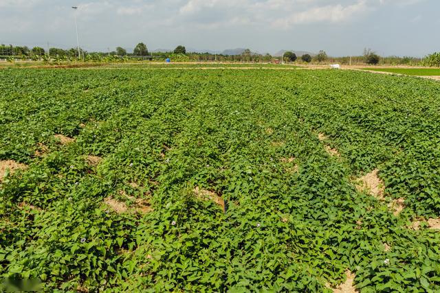 白薯怎么种植?看看我怎么说?