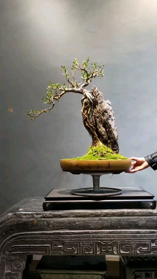 分享一棵附石黄杨盆景