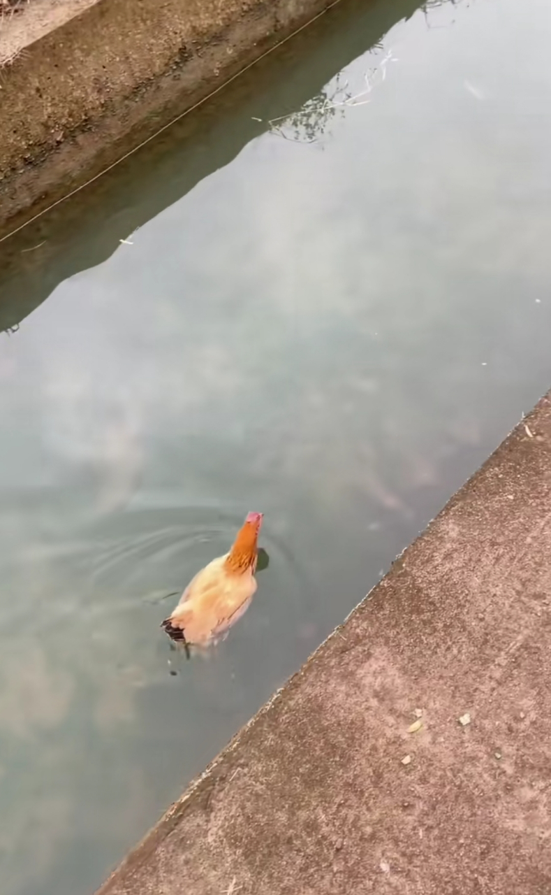 第一次见鸡游泳,这技术强的没法说,比我强多了.