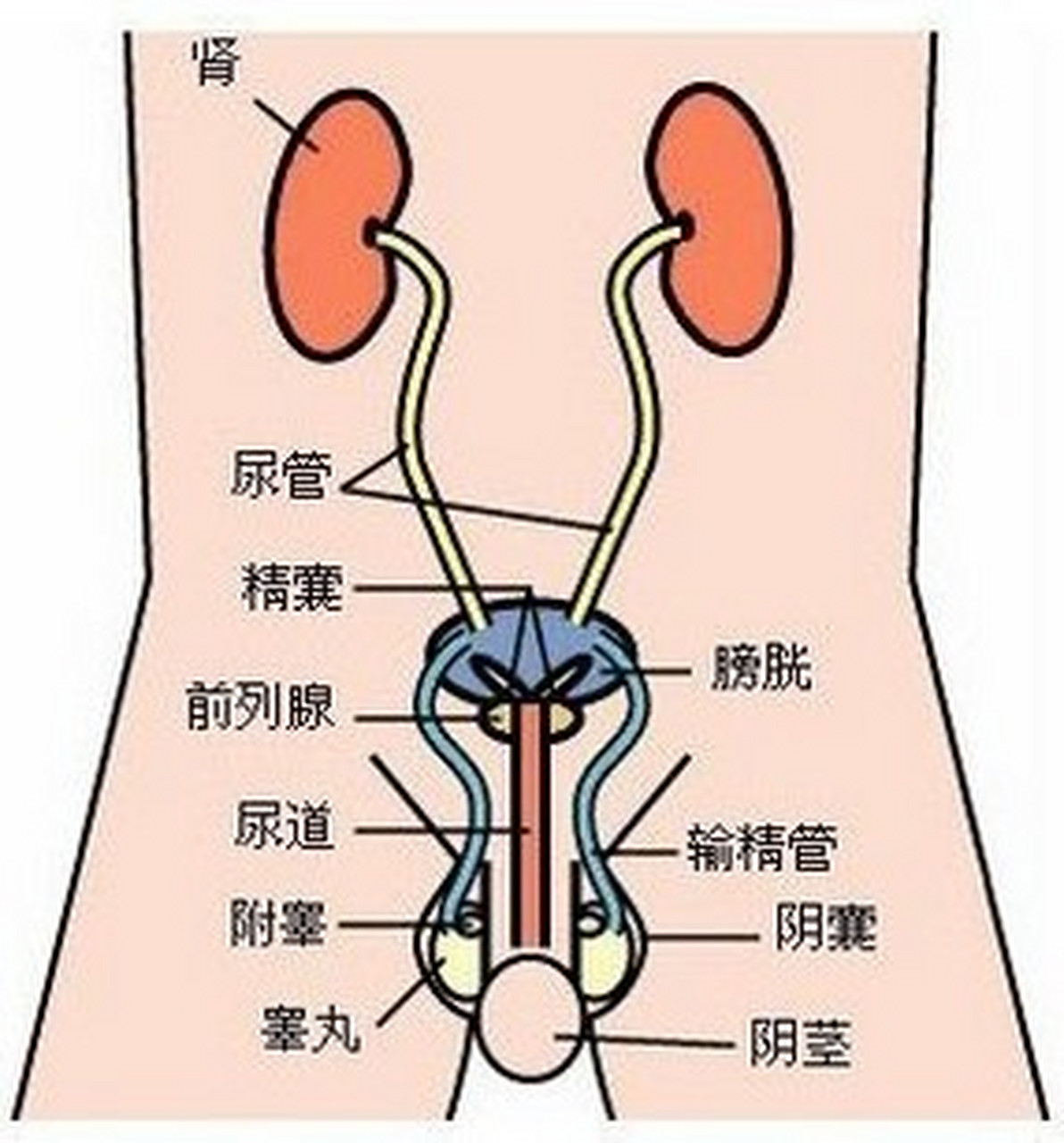 怎样让男人兴奋(怎样能使男人最兴奋)