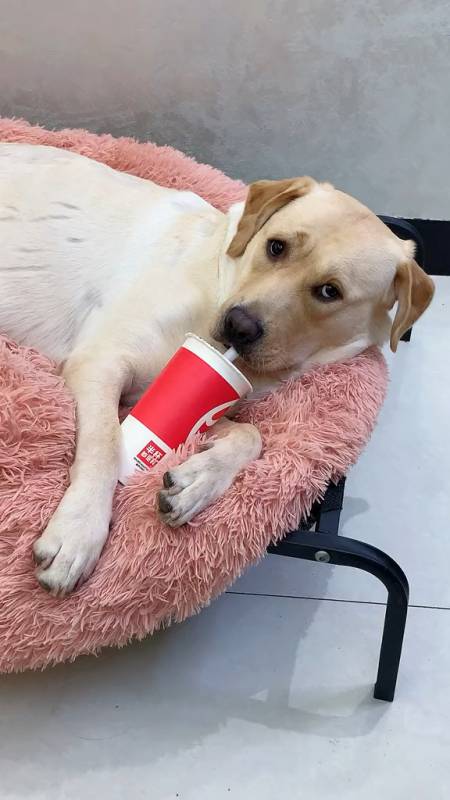 狗子:你想喝奶茶不知道自己去买吗?-度小视