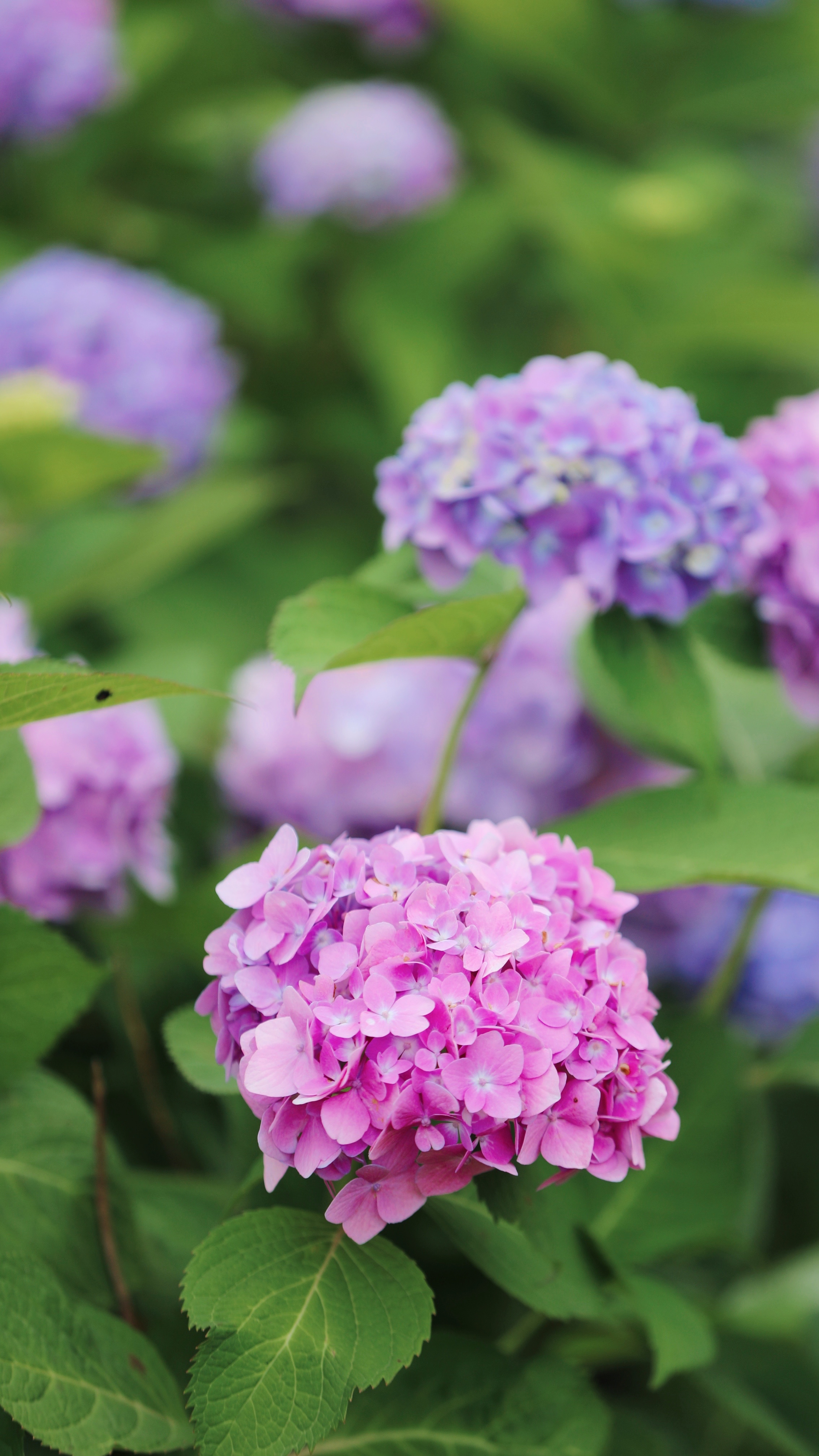 无锡九龙湾绣球花仙境,假期打卡网红地