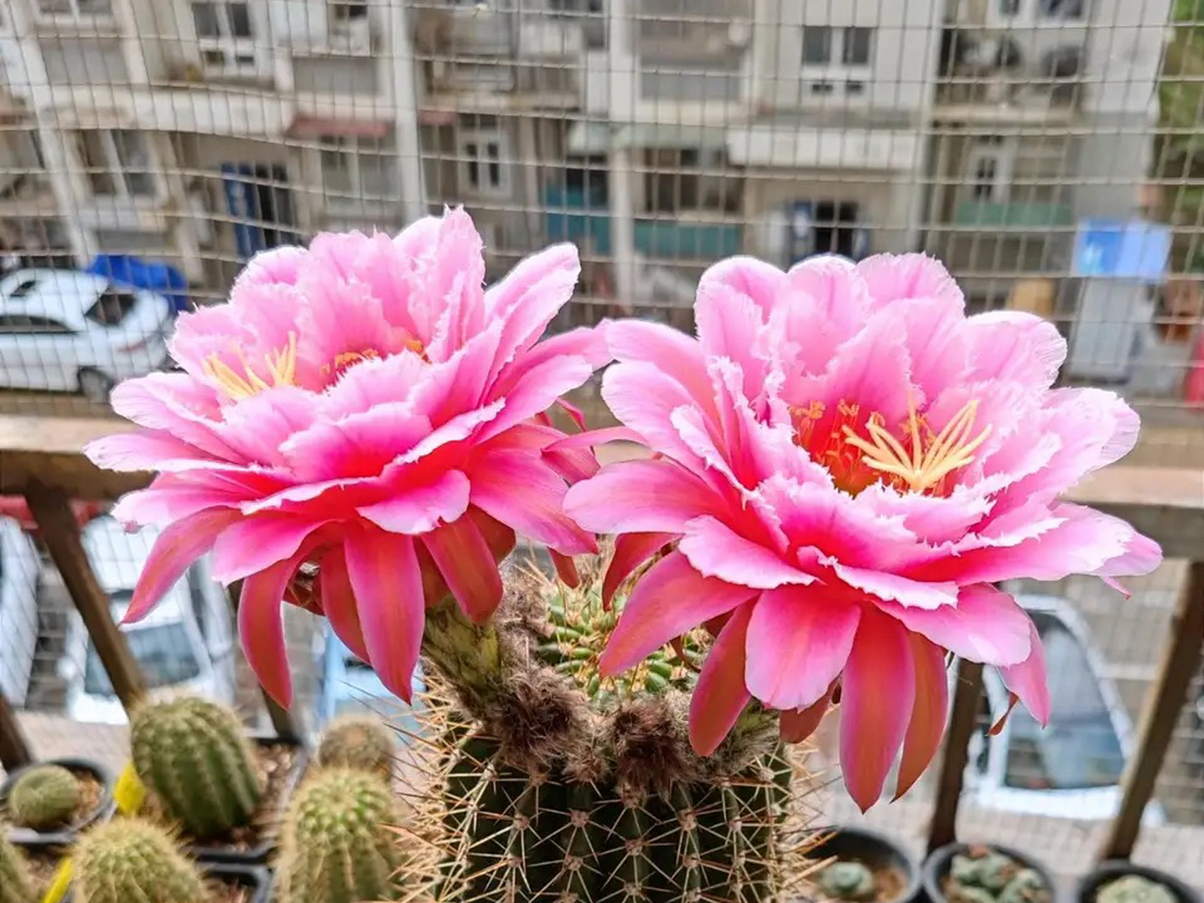 毛花柱七仙女,这花是真仙气啊