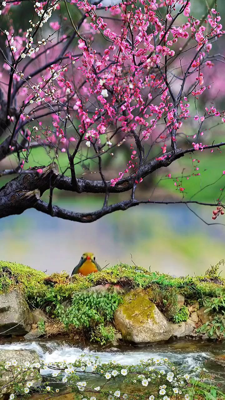 春风如酒,醉倒了那满树的桃花,美满了心中的好时光!#治愈系风景