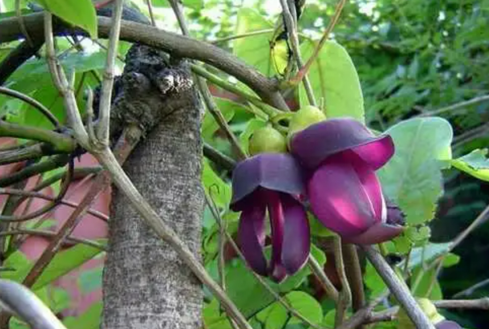 中医药"红藤"的性味,功效与作用