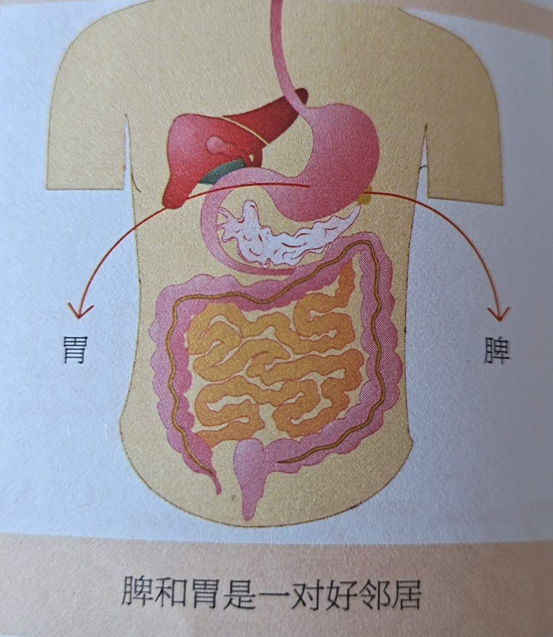 脾窝位置示意图图片