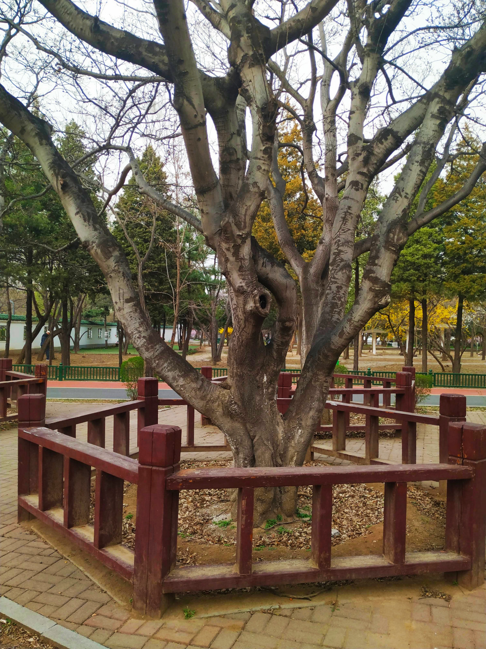 劳动公园这几棵树,都有围栏,这待遇咋这么好呢,来拍几张照片吧!