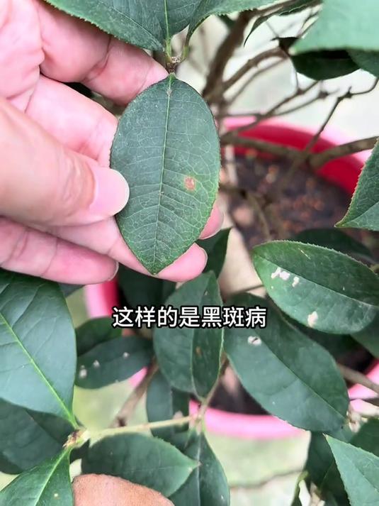 桂花病虫害防治