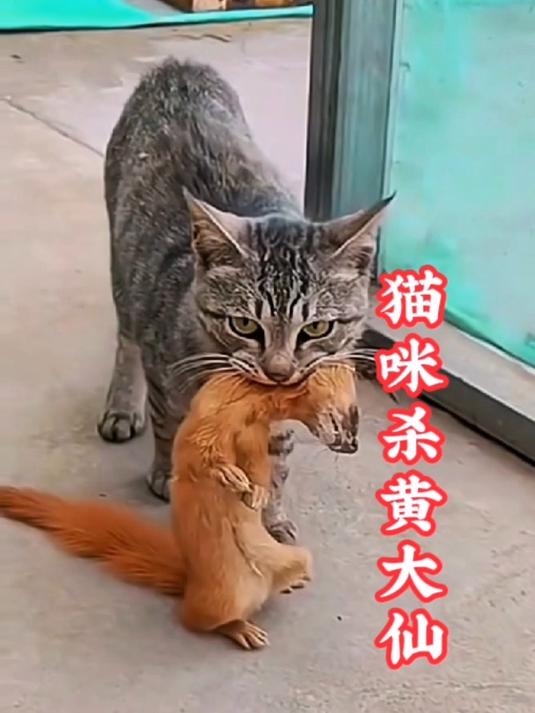 黄鼠狼抓老鼠比猫厉害图片