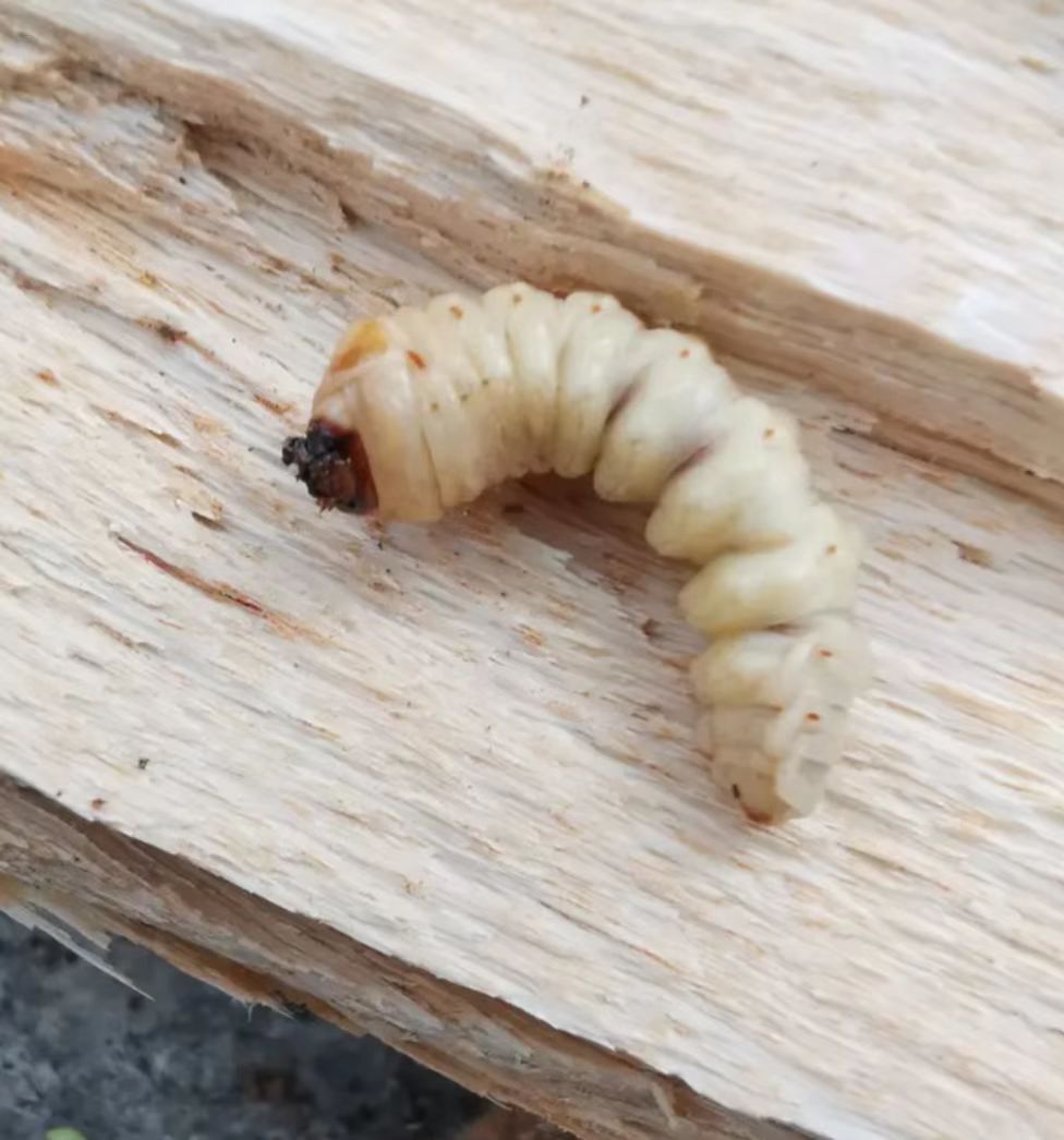 灭粉蠹虫/天牛/蛀虫/木虫/天牛幼虫灭治