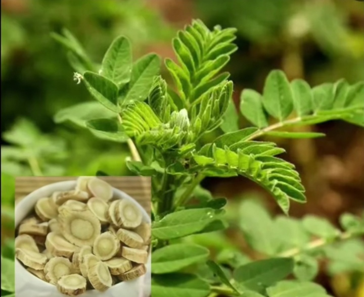 黄茋补气,解毒排脓,利尿消肿等功效!