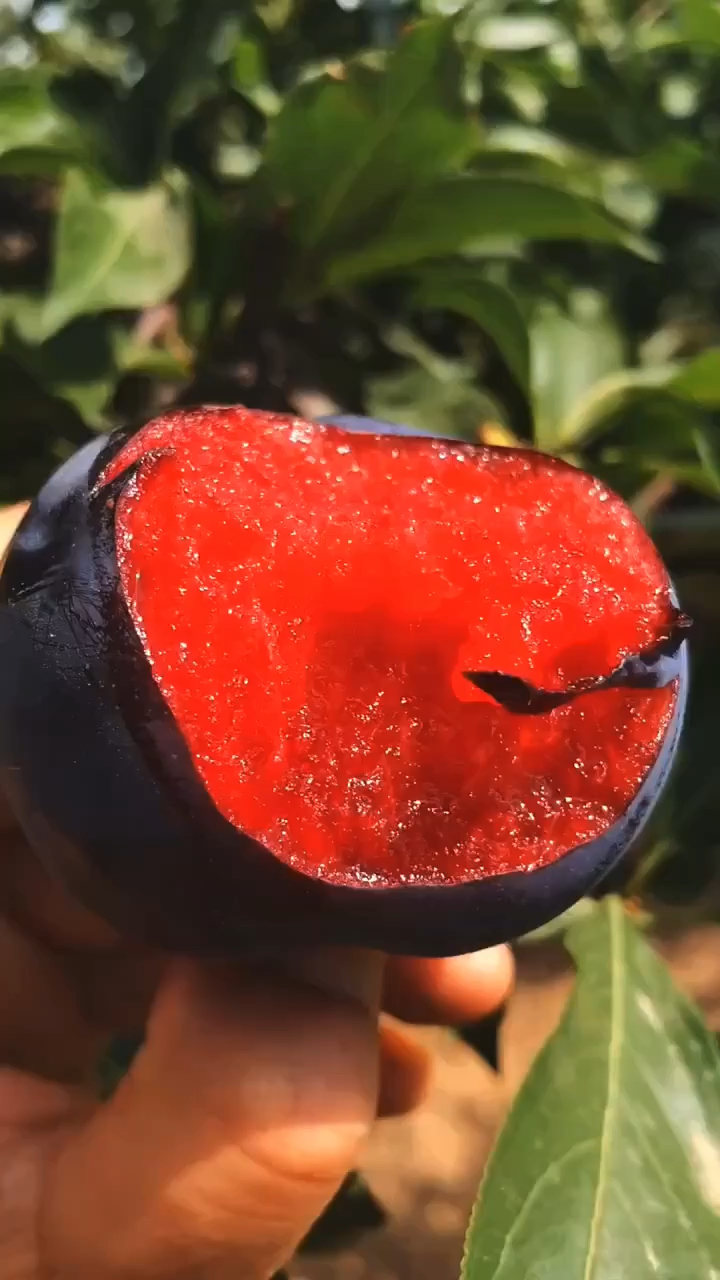 杏李系列风味玫瑰李子苗口感佳适合大面积种植