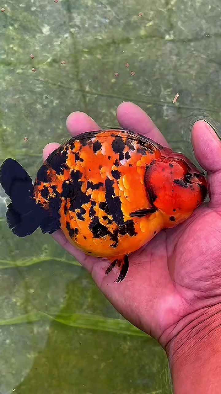 元宝体红皮虎纹兰寿