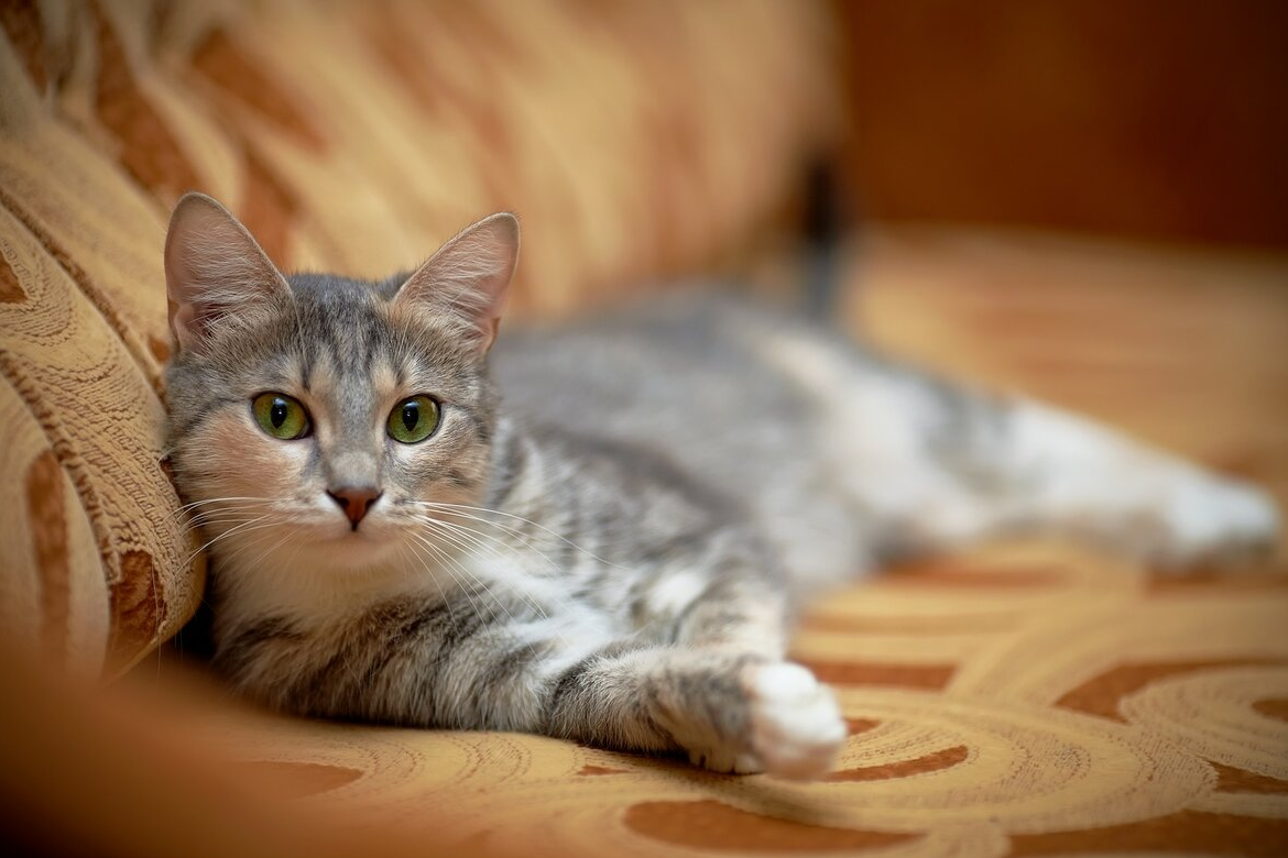 寻宠,宠物寻找,怎么找猫,我的猫丢了怎么办