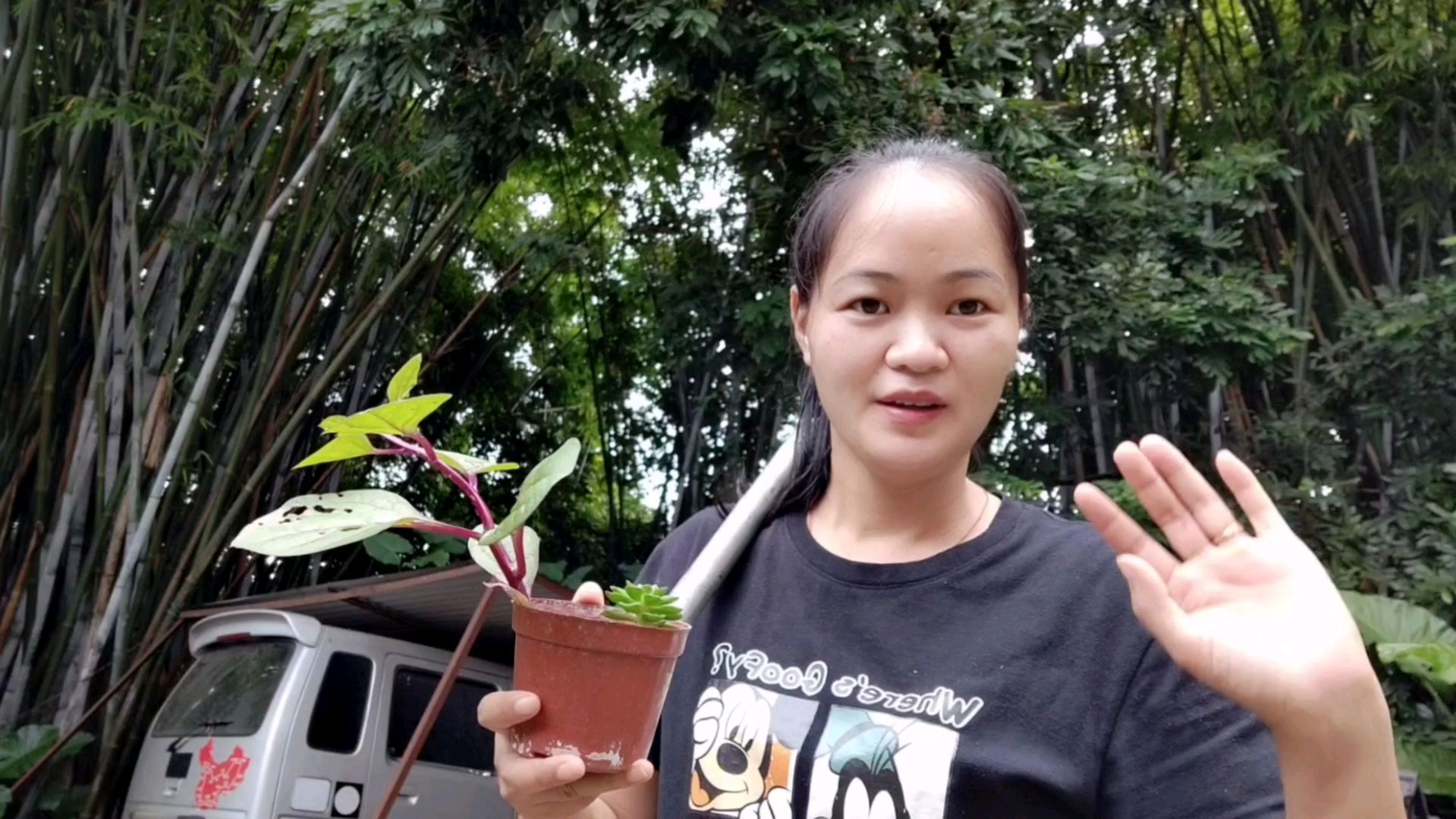 红藤菜也被称之为红背菜,煮鸡蛋瘦肉汤非常美味,还用来冲洗婴儿