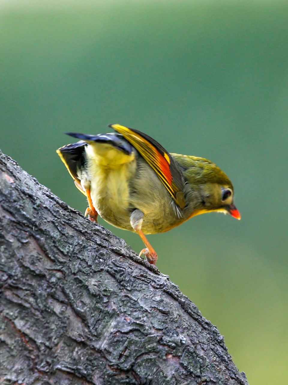 红嘴相思鸟是雀形目画眉科相思鸟属鸟类,俗称相思鸟,红嘴玉.