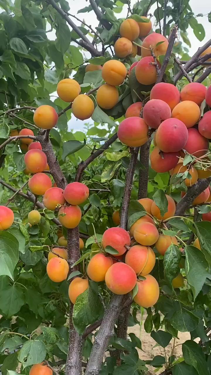 荷兰香蜜杏苗,新疆吊干杏树苗,无酸纯甜口味,适合南北方种植