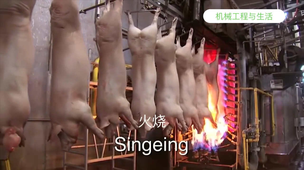 美国超市1美元一斤的猪肉是怎么加工的?来看看生猪和肉牛屠宰厂