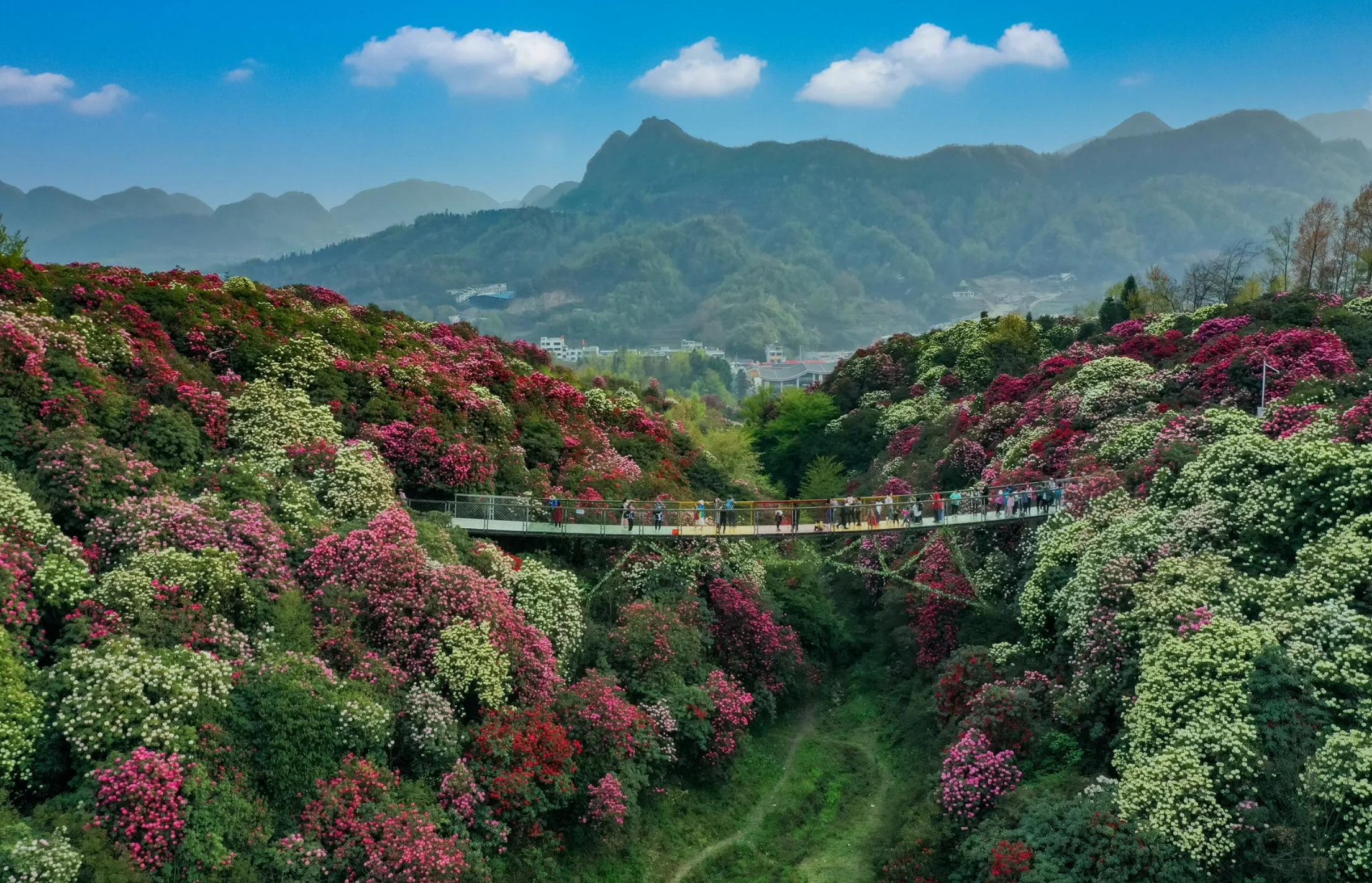 贵州毕节杜鹃花海图片图片