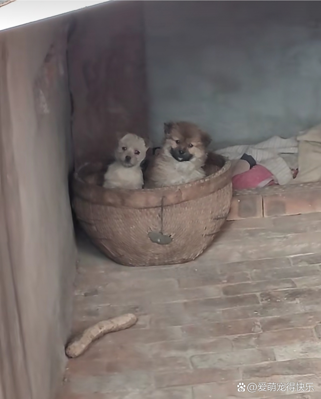 在农村里,小狗狗能有这样的窝,已经很幸福了!