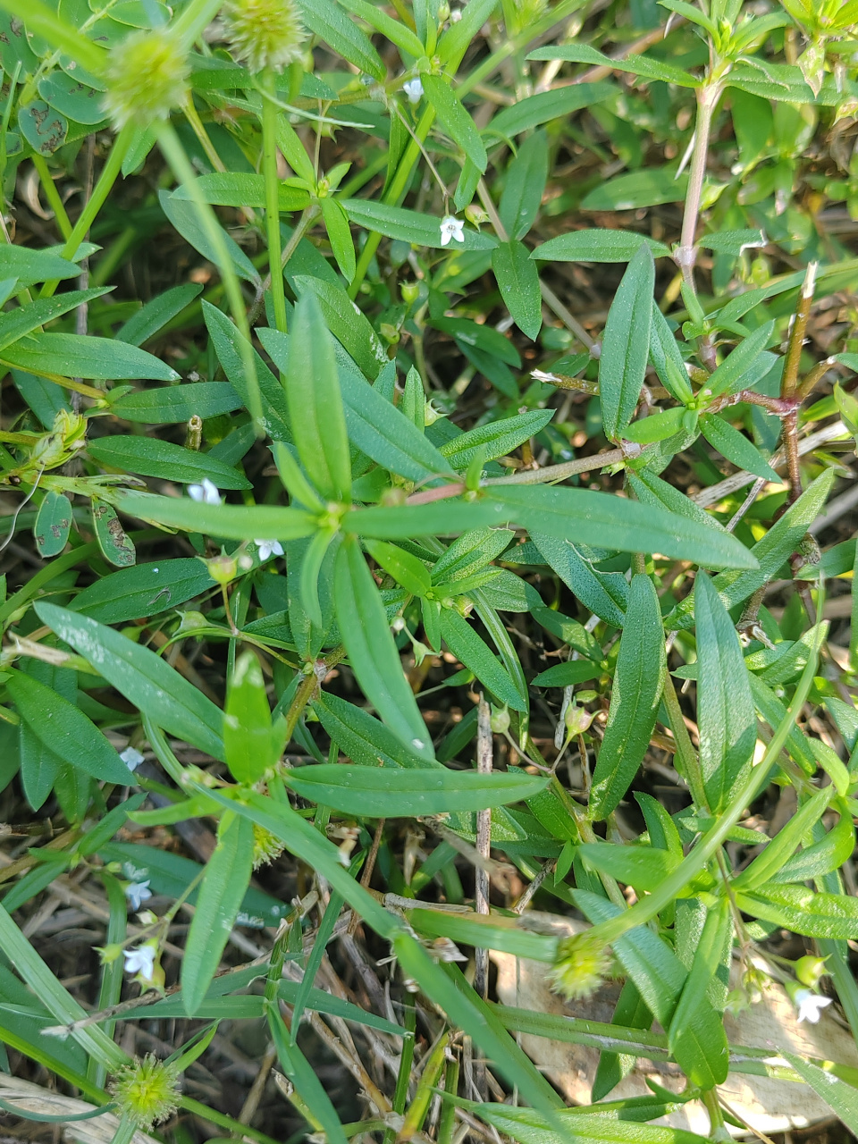 又见记忆中的野草:小时候,我们管这种野草为白花蛇舌草,记得好像常