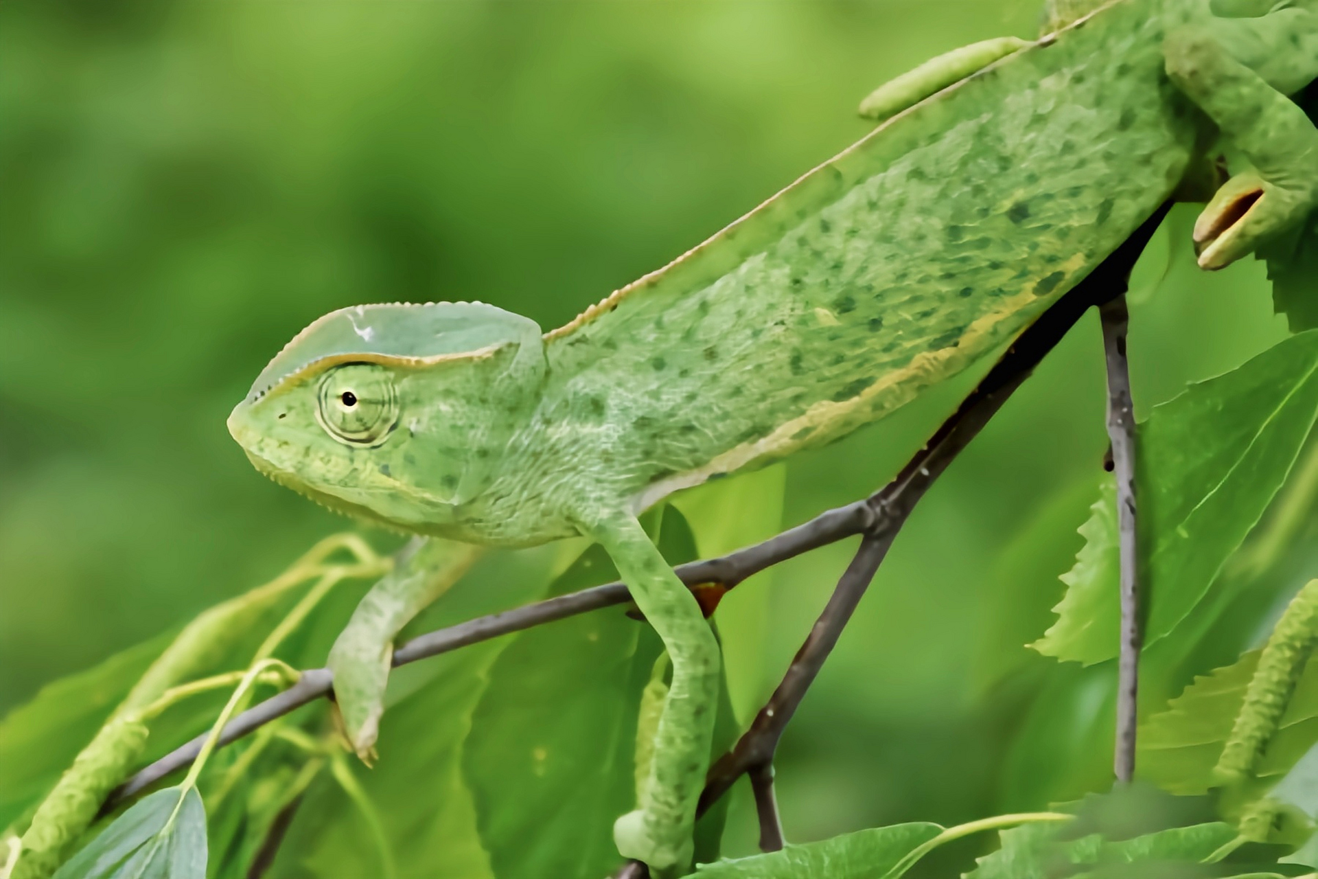 每天认识一种动物——细鳞变色龙 细鳞变色龙别名塞内加尔避役,生活在
