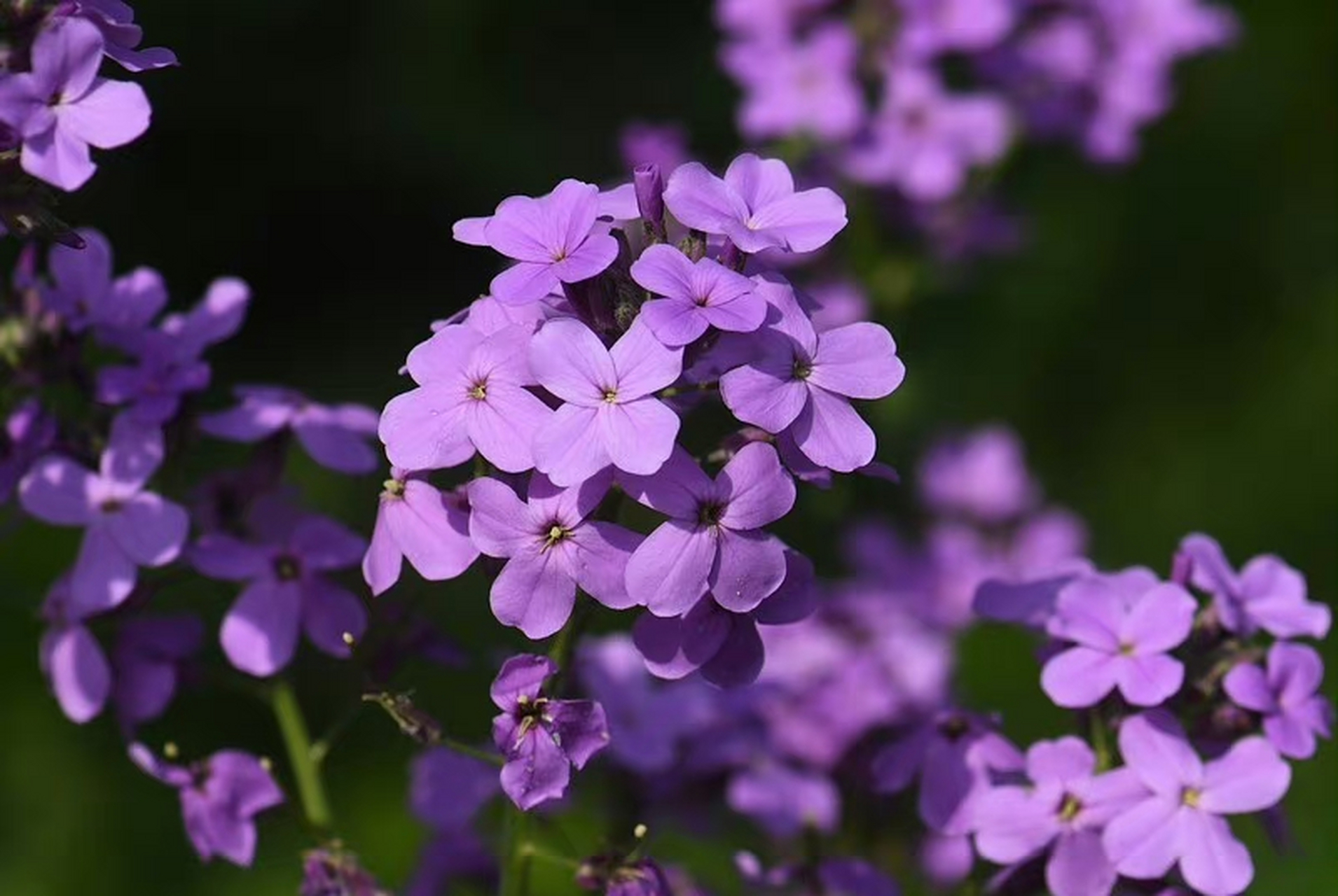 欧亚香花芥(hesperis matronalis),十字花科香花芥属.摄于山东东营.