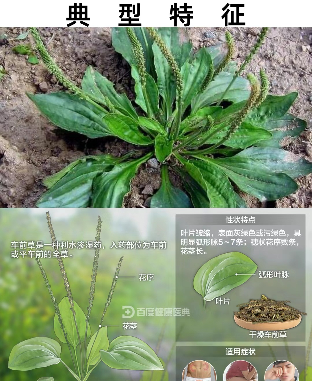 车前草 | 每天认识一种中草药 车前草是一种利水渗湿药,为车前或平车