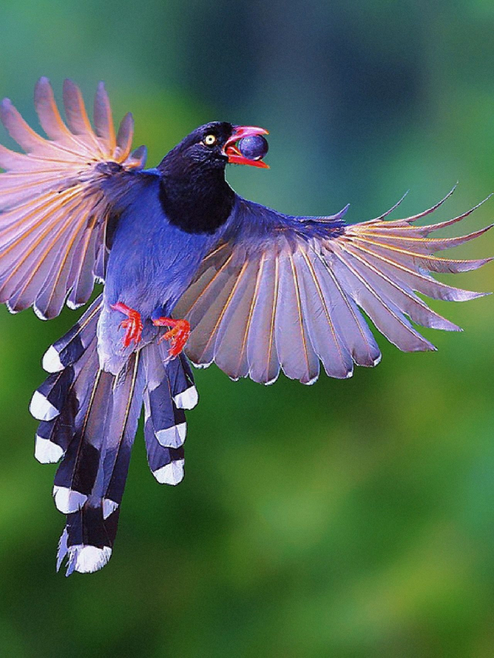 台湾蓝鹊为中国鸟类特有种,仅分布于台湾岛的中低海拔森林中,台湾蓝鹊