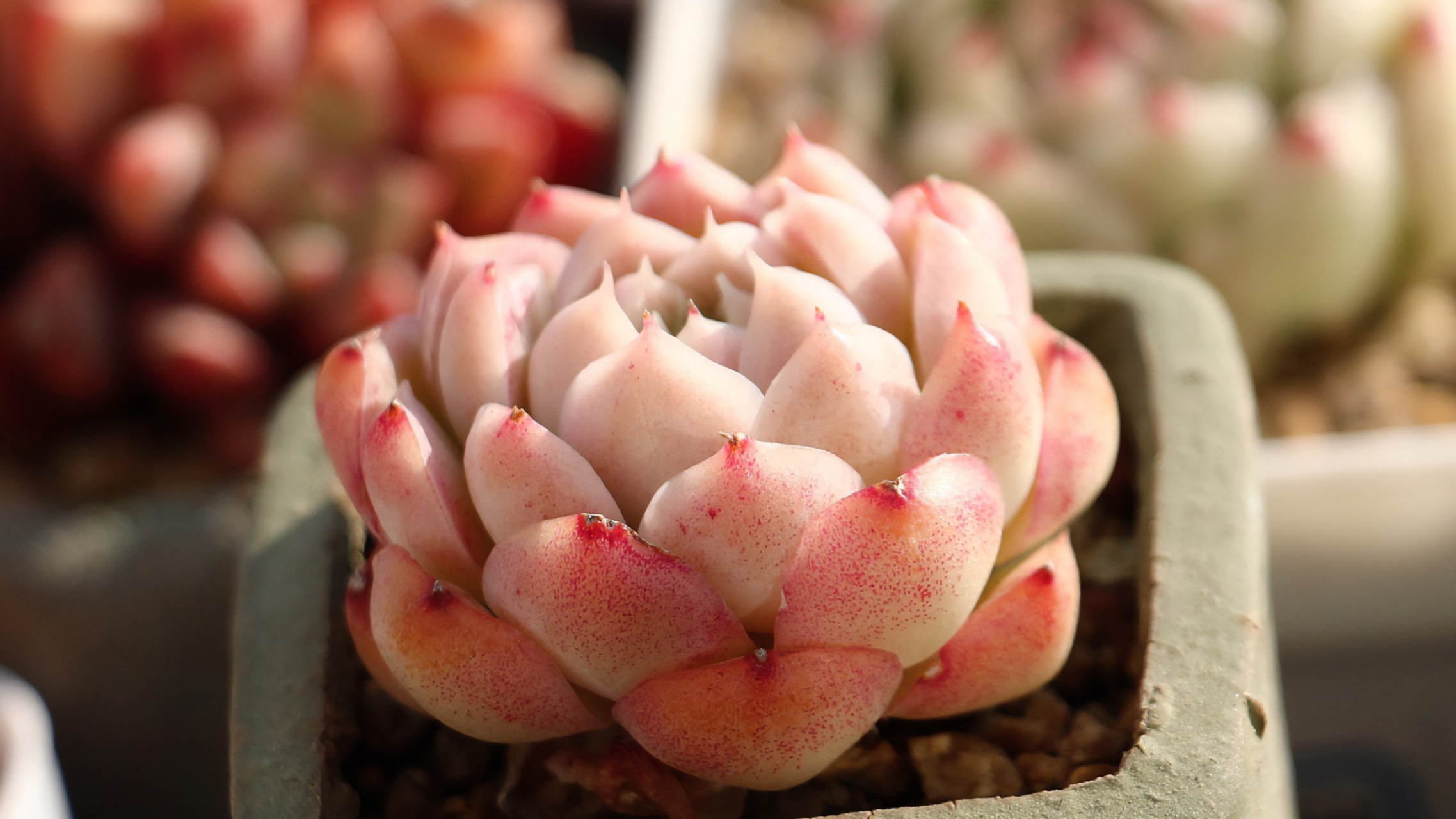 接近极致状态的多肉有多美?  图一洛神,微粉的颜色.