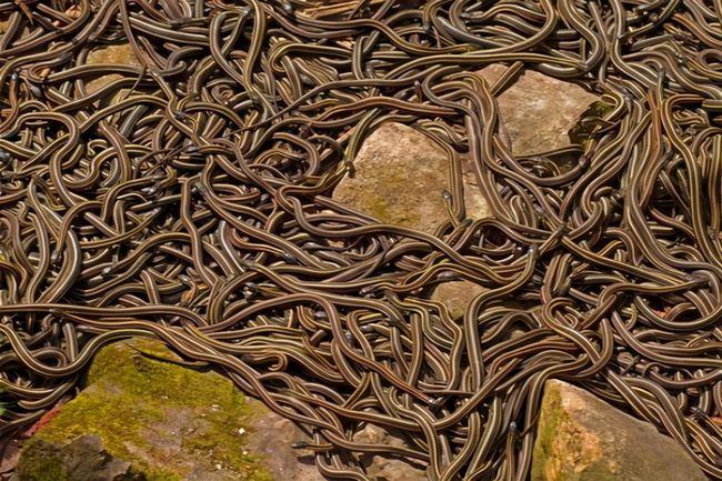 人间炼狱!巴西蛇岛每平方米5条蛇,一家五口上岛守灯塔惨遭灭门