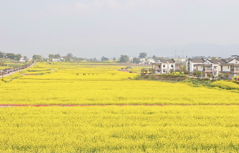 泸县油菜花图片