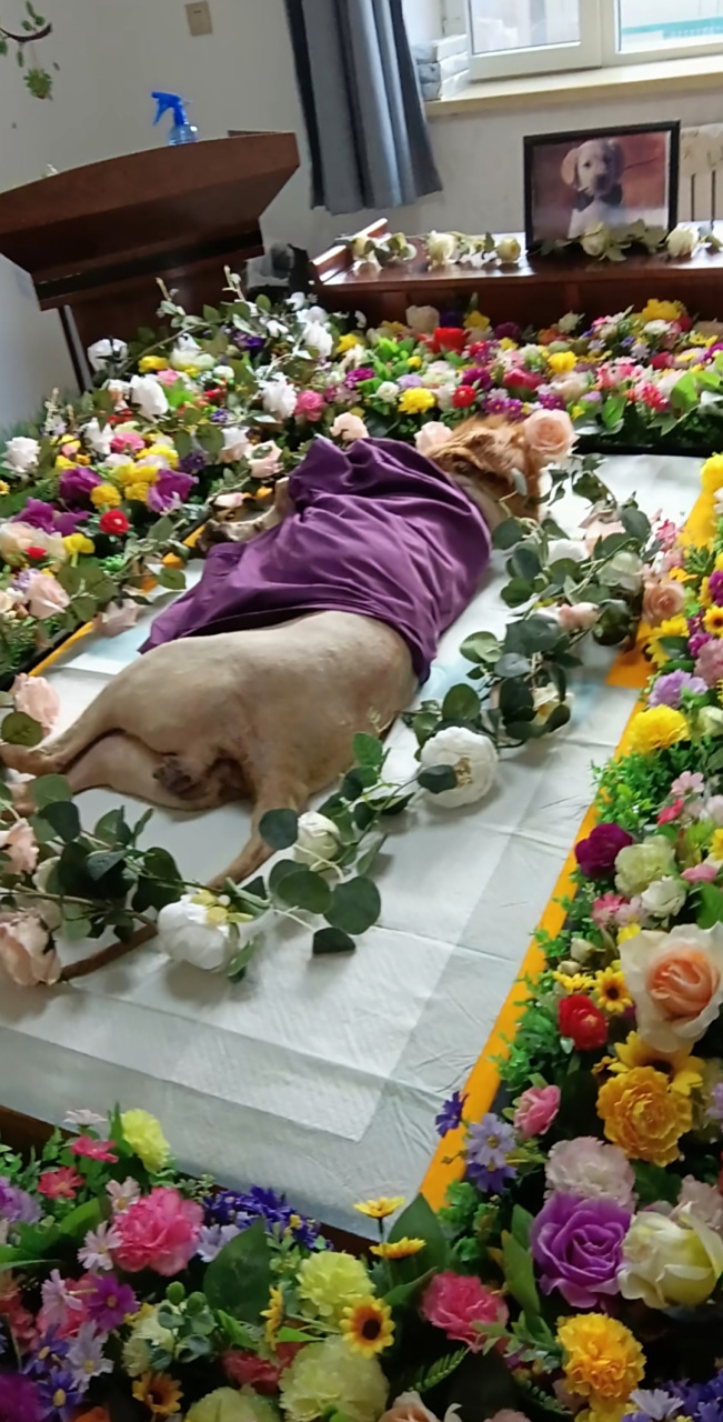 还是挺让人感慨的,世上有多少人的命还不"狗"呢!