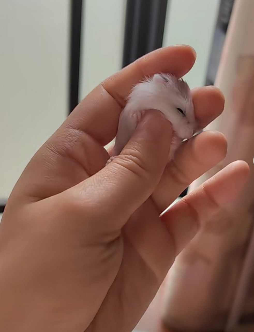 拇指仓鼠.哈哈哈哈