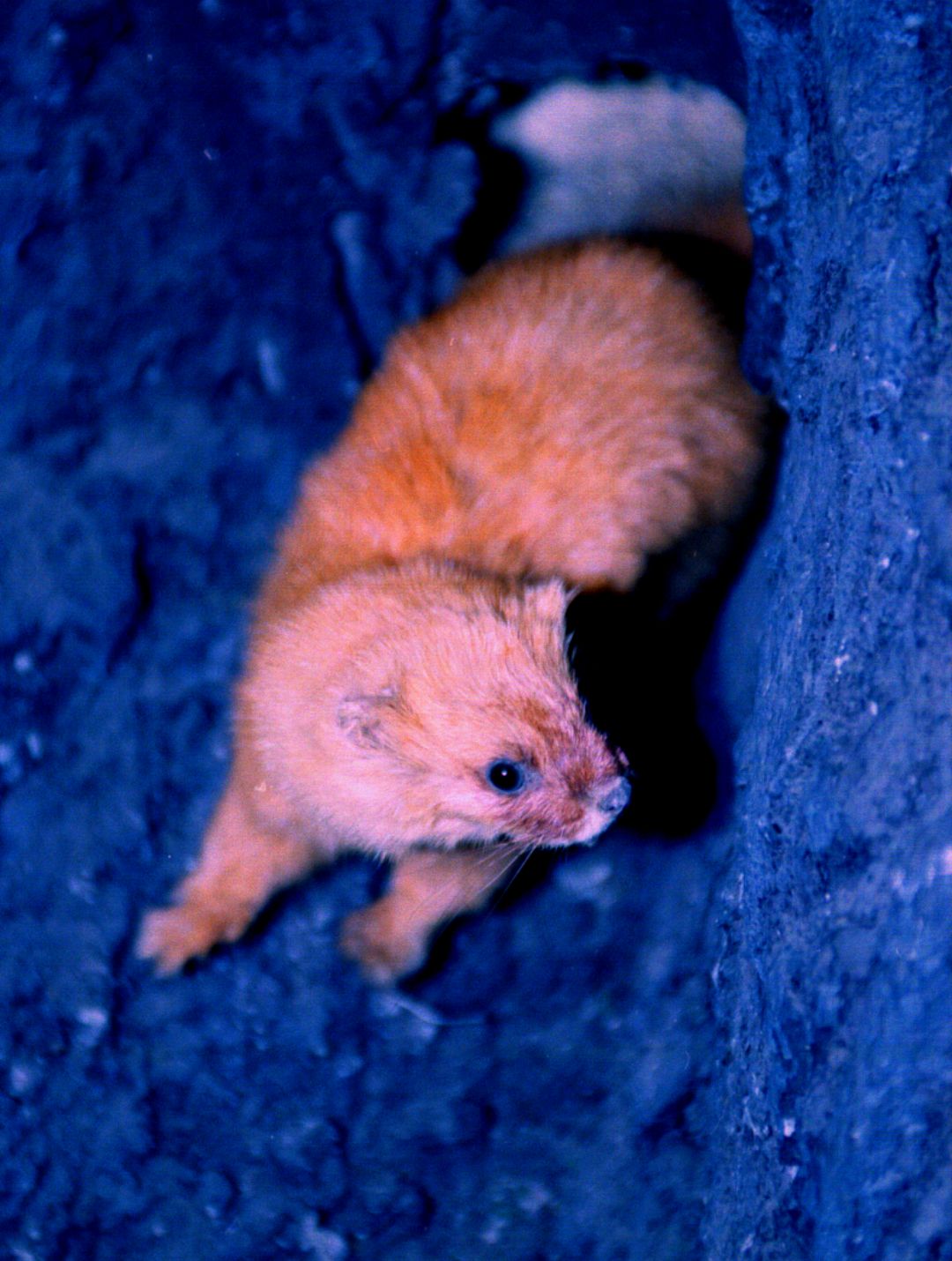 那些邪乎事儿(亲眼目睹黄大仙儿)