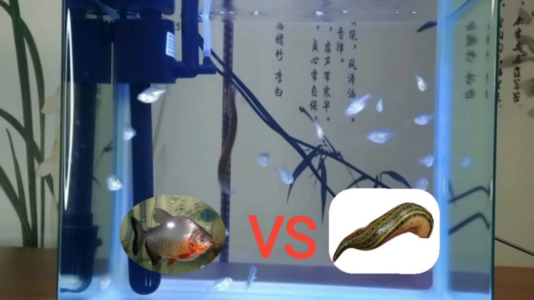 吃肉的食人鱼和吸血的水蛭在水中亲密接触,火力碰撞,谁才是王者