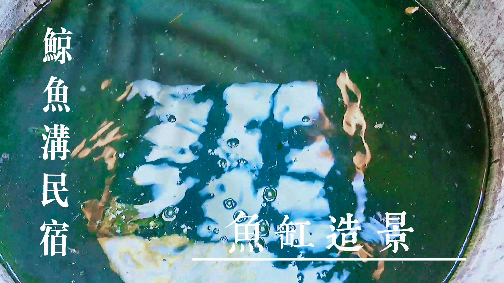 古城西安的白鹿原上,鲸鱼沟民宿项目基地的小狗随手拍